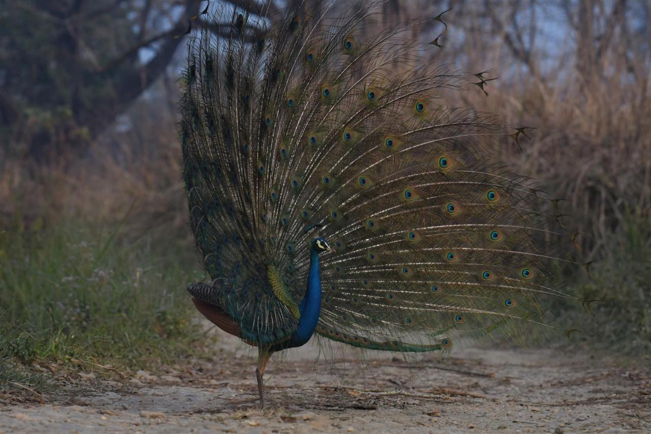 סאורהה Eden Jungle Resort מראה חיצוני תמונה